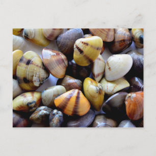 Farbenfrohe Clam Muscheln Postkarte