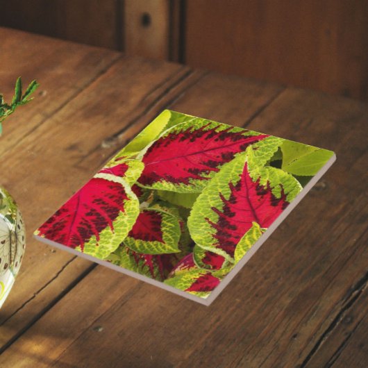 Farbenfrohe Coleus Blätter floral Fliese