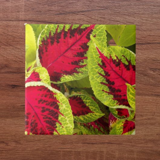 Farbenfrohe Coleus Blätter floral Fliese