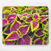 Farbenfrohe Coleus-Blätter Mousepad (Vorne)