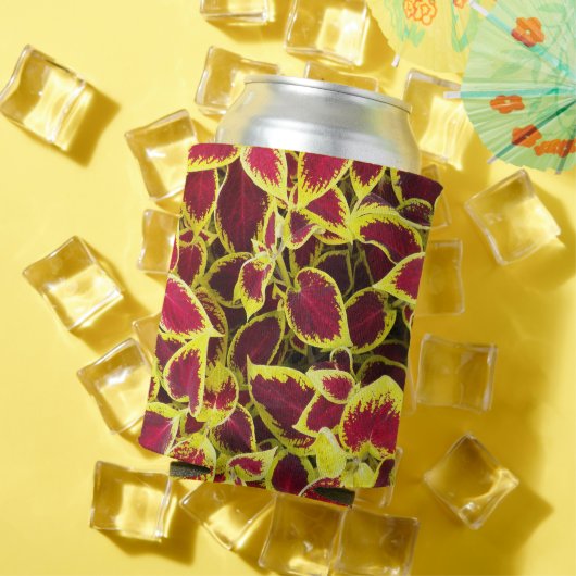 Farbenfrohe Coleus Pflanze Blätter Dosenkühler (In Situ Sommer)