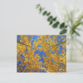 Farbenfrohe Colorado Aspens... Postkarte (Stehend Vorderseite)