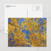 Farbenfrohe Colorado Aspens... Postkarte (Vorne/Hinten)