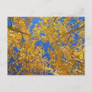 Farbenfrohe Colorado Aspens... Postkarte