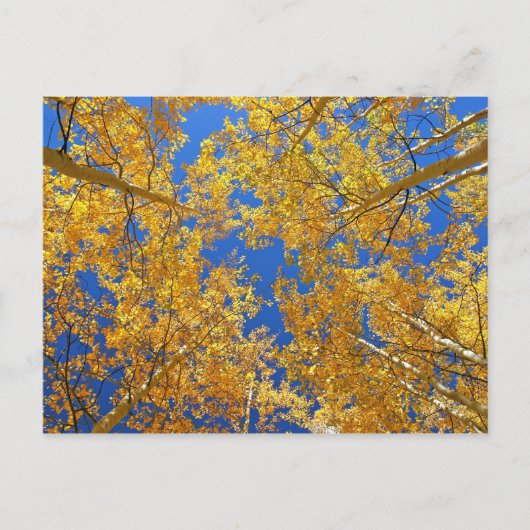 Farbenfrohe Colorado Aspens... Postkarte (Vorderseite)