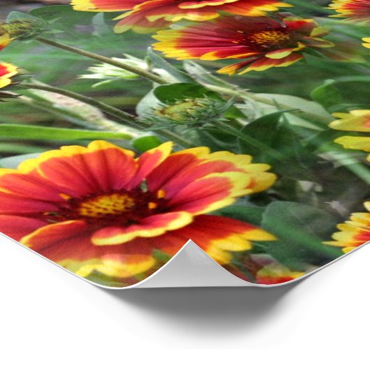 Farbenfrohe Daisy Blume Naturmuster Poster (Ecke)