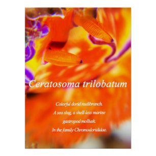 Farbenfrohe duftende Nacktschnecke. Poster