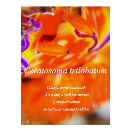 Farbenfrohe duftende Nacktschnecke. Poster (Vorderseite)