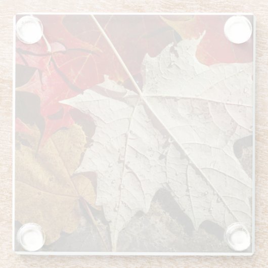 Farbenfrohe Fallen-Ahorn-Blätter Floating Glasuntersetzer (Rückseite)