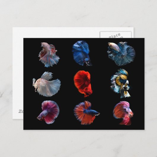 Farbenfrohe Fische Postkarte (Vorne/Hinten)