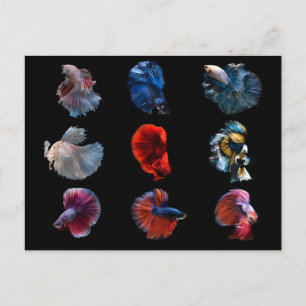 Farbenfrohe Fischkarte Postkarte