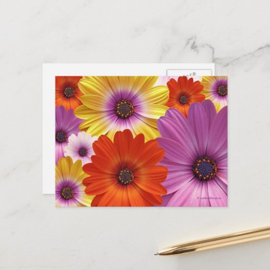Farbenfrohe Floral Medley von African Daisies Postkarte (Vorderseite/Rückseite Beispiel)