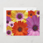 Farbenfrohe Floral Medley von African Daisies Postkarte (Vorne/Hinten)