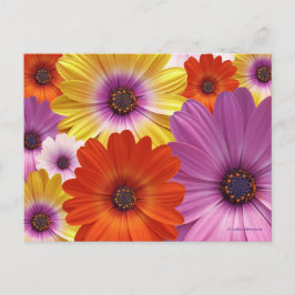 Farbenfrohe Floral Medley von African Daisies Postkarte