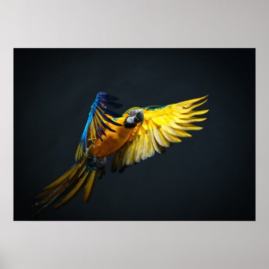 Farbenfrohe Flugbahn auf dunklem Hintergrund Poster (Vorne)