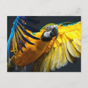 Farbenfrohe Flugbahn auf dunklem Hintergrund Postkarte