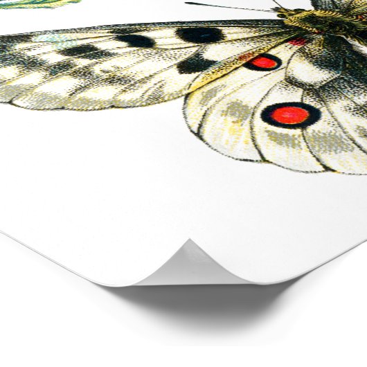 Farbenfrohe Frack Schmetterling, Raupe & Moth Poster (Ecke)