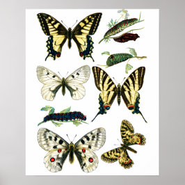 Farbenfrohe Frack Schmetterling, Raupe & Moth Poster