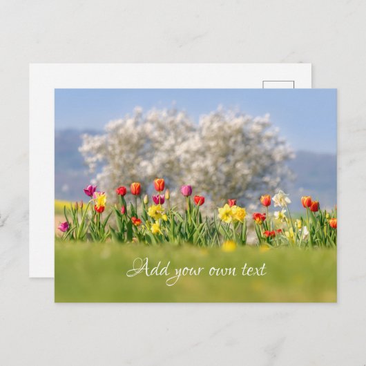 Farbenfrohe Frühlingsblumen mit Tulpen und Affodie Postkarte (Vorne/Hinten)