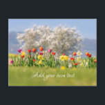 Farbenfrohe Frühlingsblumen mit Tulpen und Affodie Postkarte<br><div class="desc">Freuen Sie sich auf fröhliche Blume mit roten und rosafarbenen Tulpen,  eine blühende Wilddiele gegen weiße Baumblüten an einem sonnigen,  hellen Frühlingstag mit blauen Himmeln. Ein wunderschönes Landschaftsbild-Foto von Katho Menden. Diese Postkarte mit eigenem Text ist eine verzauberte Geschenkidee für Naturliebhaber.</div>