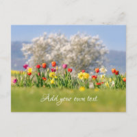 Farbenfrohe Frühlingsblumen mit Tulpen und Affodie