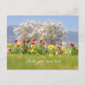Farbenfrohe Frühlingsblumen mit Tulpen und Affodie Postkarte (Vorderseite)