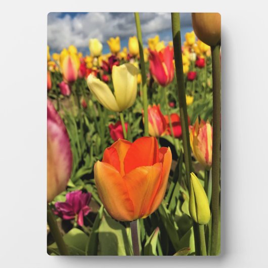 Farbenfrohe Frühlingshuppen Fotoplatte (Vorderseite)