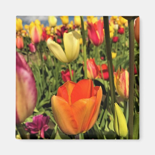 Farbenfrohe Frühlingshuppen Magnet (Vorne)