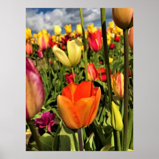 Farbenfrohe Frühlingshuppen Poster (Vorne)