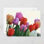 Farbenfrohe Frühlingshuppen Postkarte (Vorne/Hinten)