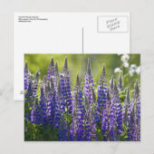 Farbenfrohe Frühlingslupinen.. Postkarte (Vorne/Hinten)