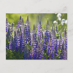 Farbenfrohe Frühlingslupinen.. Postkarte