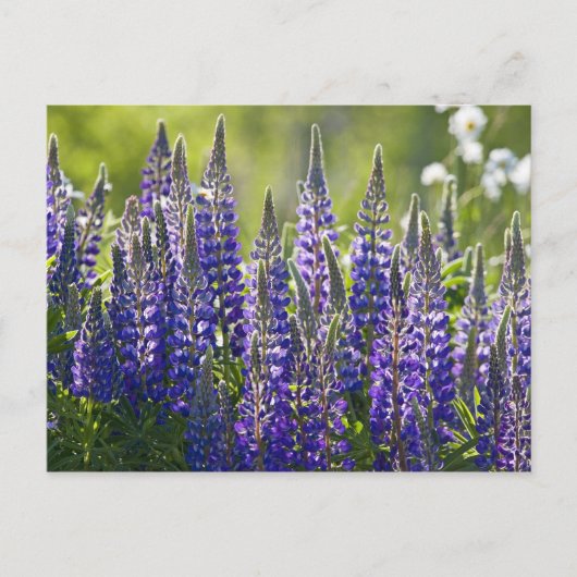 Farbenfrohe Frühlingslupinen.. Postkarte (Vorderseite)