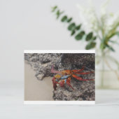 Farbenfrohe Galapagos-Krebskarte Postkarte (Stehend Vorderseite)