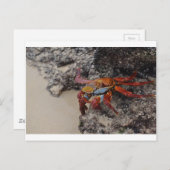 Farbenfrohe Galapagos-Krebskarte Postkarte (Vorne/Hinten)