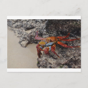 Farbenfrohe Galapagos-Krebskarte Postkarte