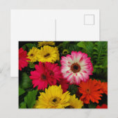 Farbenfrohe Gänseblümchen Postkarte (Vorne/Hinten)