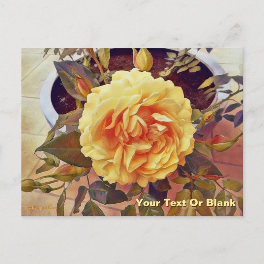 Farbenfrohe Gelbe Rose Postkarte (Vorderseite)