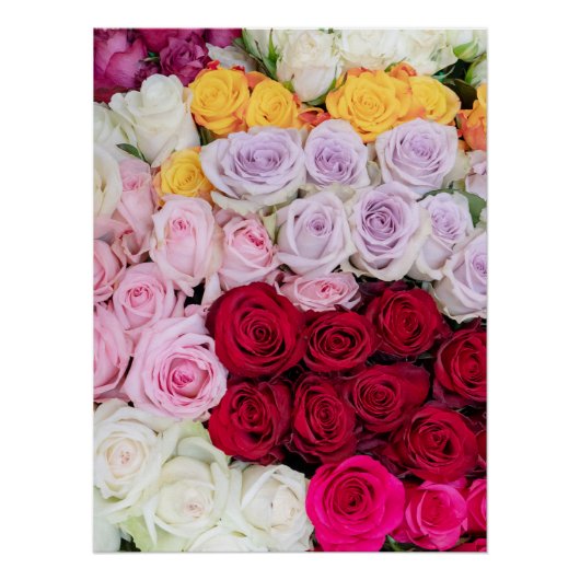 Farbenfrohe gemischte Rosen Poster (Vorderseite)