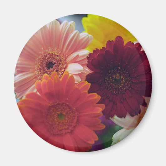 Farbenfrohe Gerbera Daisy Blume Kühlschrank Magnet (Vorne)
