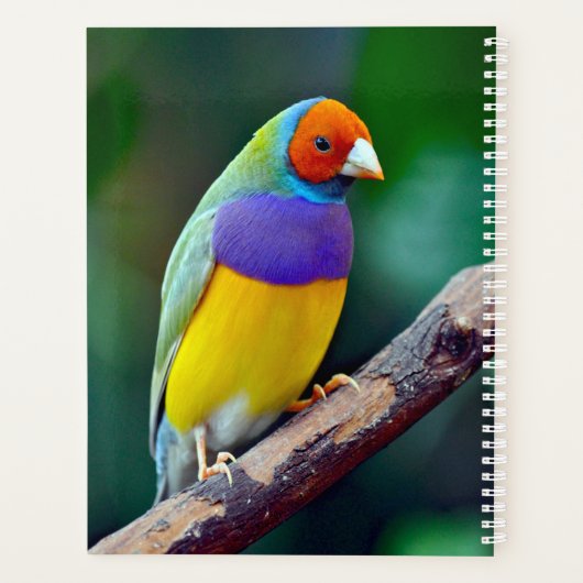 Farbenfrohe goldene Finte Planer (Rückseite)