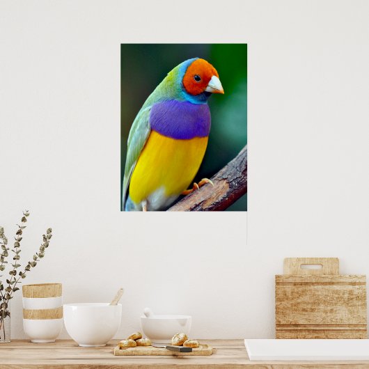 Farbenfrohe goldene Finte Poster (Küche)