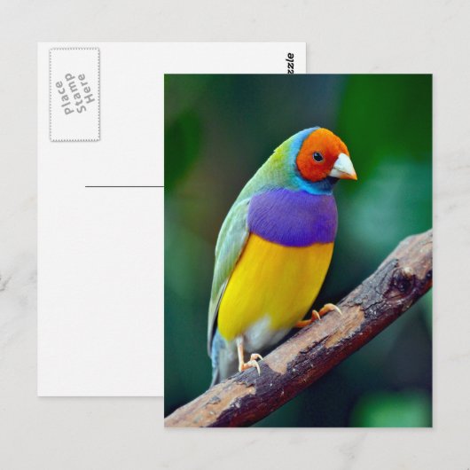 Farbenfrohe goldene Finte Postkarte (Vorne/Hinten)