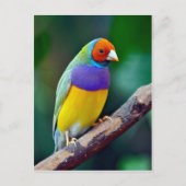 Farbenfrohe goldene Finte Postkarte (Vorderseite)