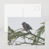 Farbenfrohe Goldfinch DIY Postkarte (Vorne/Hinten)