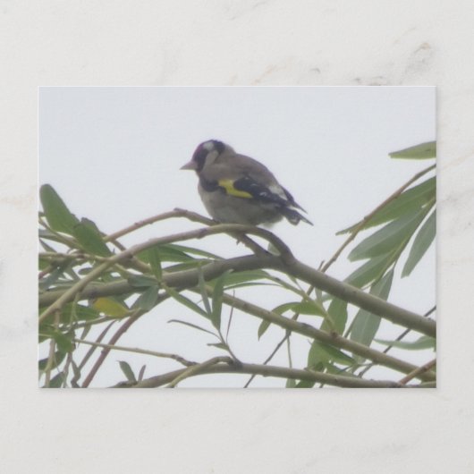 Farbenfrohe Goldfinch DIY Postkarte (Vorderseite)