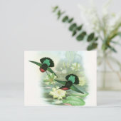 Farbenfrohe Gould Hummingbird-Wasserlilien Postkar Postkarte (Stehend Vorderseite)