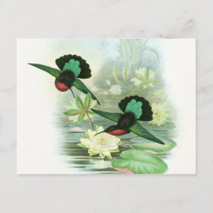 Farbenfrohe Gould Hummingbird-Wasserlilien Postkar Postkarte