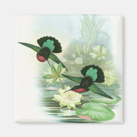 Farbenfrohe Gould Hummingbirds Square Magnet (Vorne)