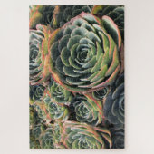 Farbenfrohe grüne Echeveria Imbricata Puzzle (Vertikal)